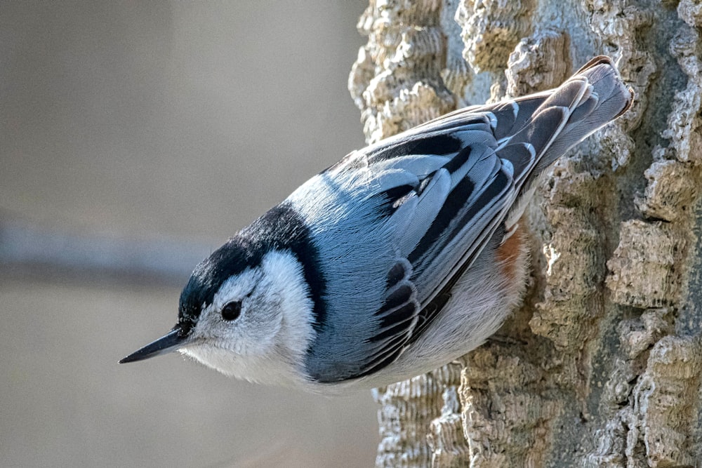 a blue and white bird is perched on a tree