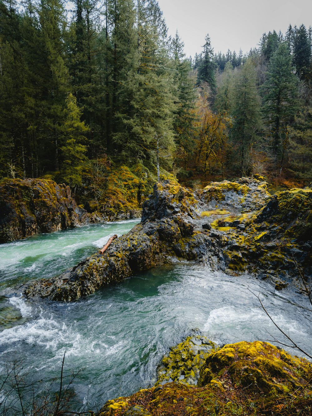 a river flowing through a lush green forest