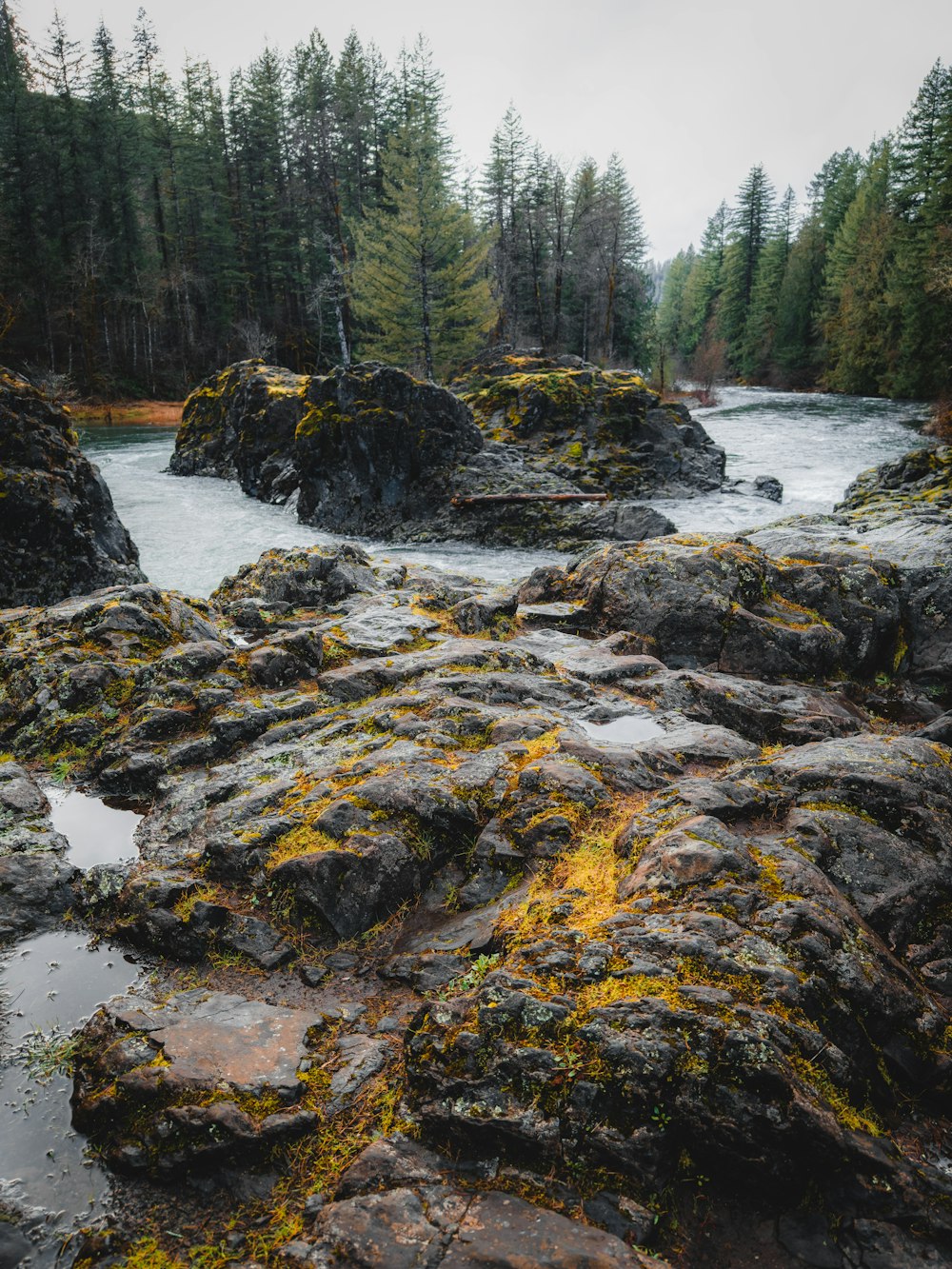 a river flowing through a lush green forest