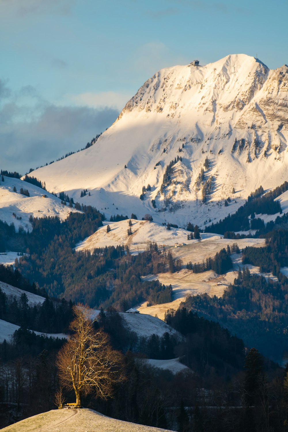 a mountain covered in snow with a tree in the foreground