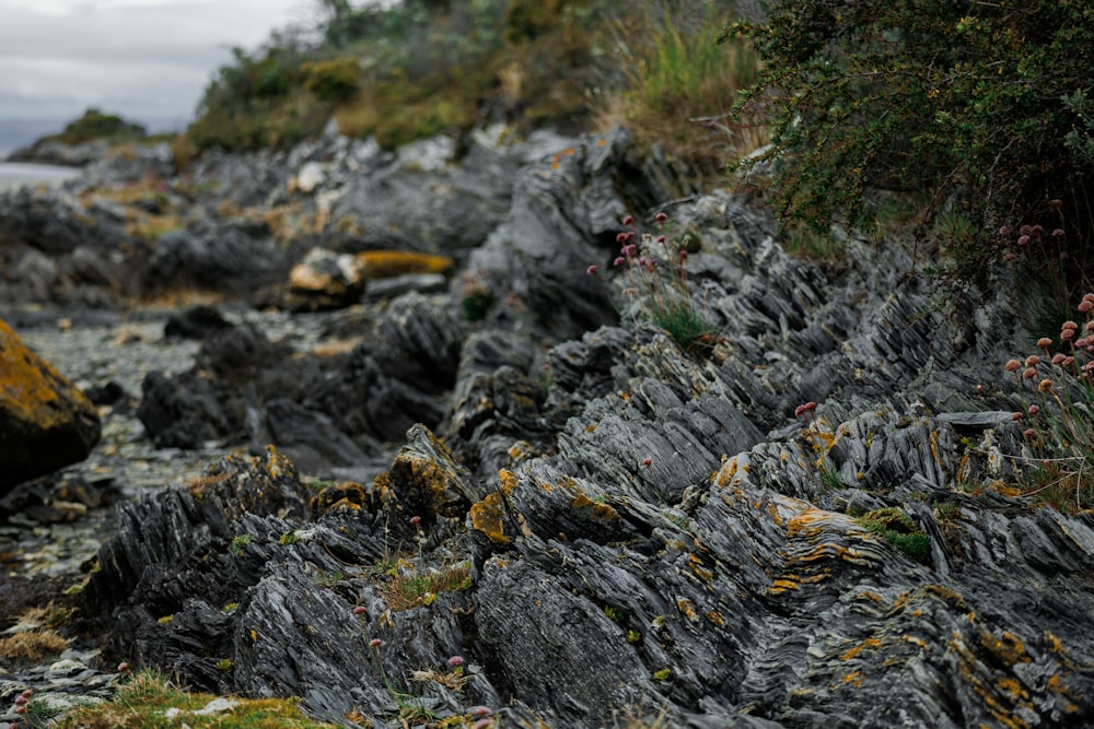 a bird is perched on a rock near the water