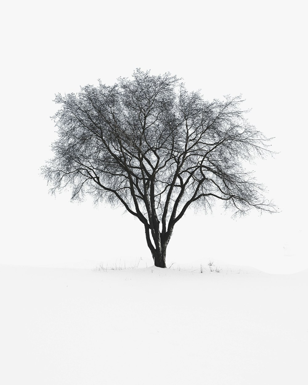 a lone tree in the middle of a snowy field