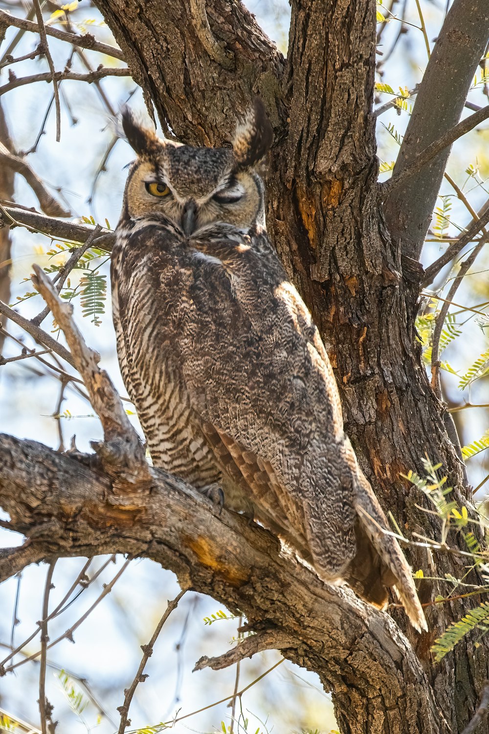 an owl is perched on a tree branch