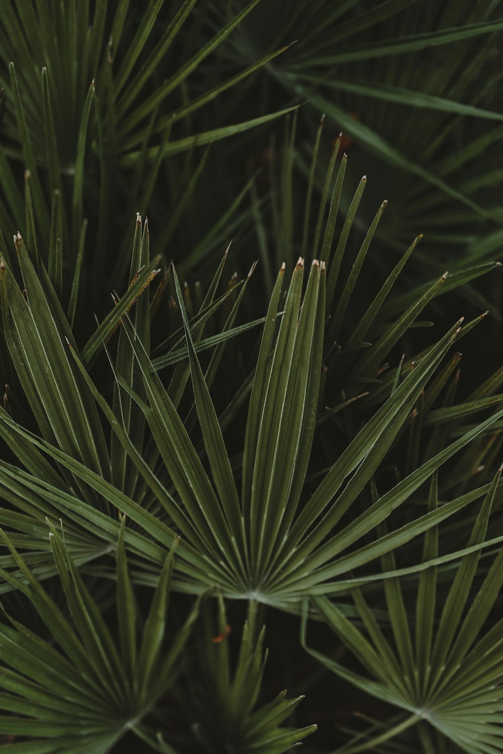 a close up view of a pine tree's needles