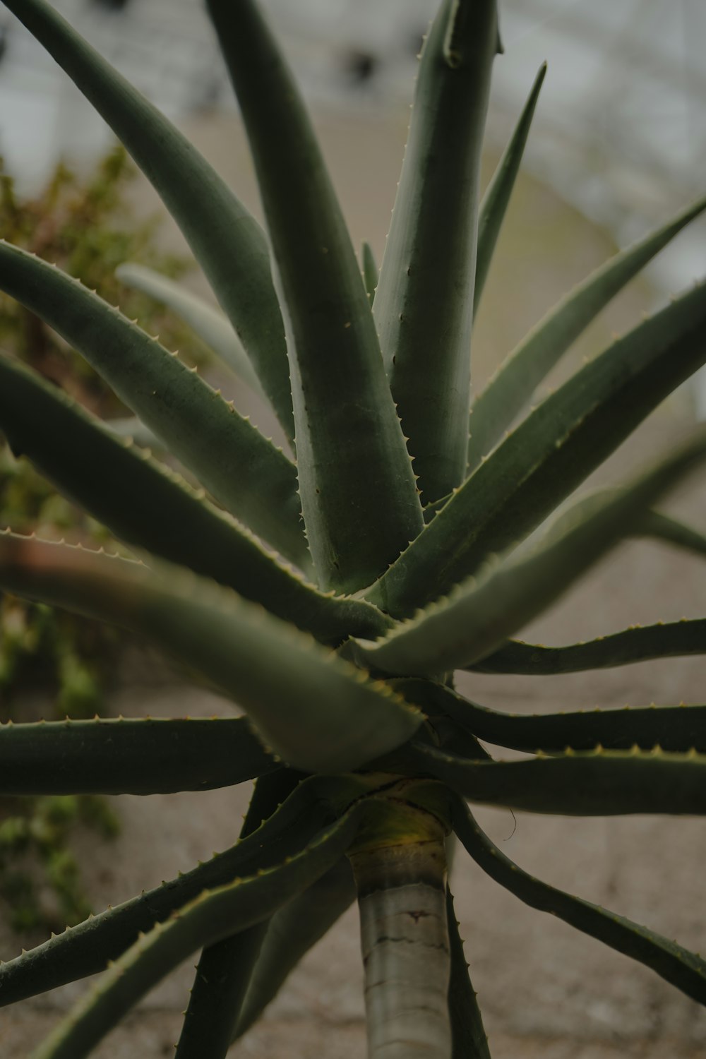 a close up of a green plant with leaves