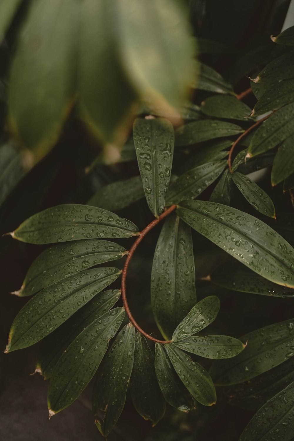 a close up of a leafy plant with water droplets on it