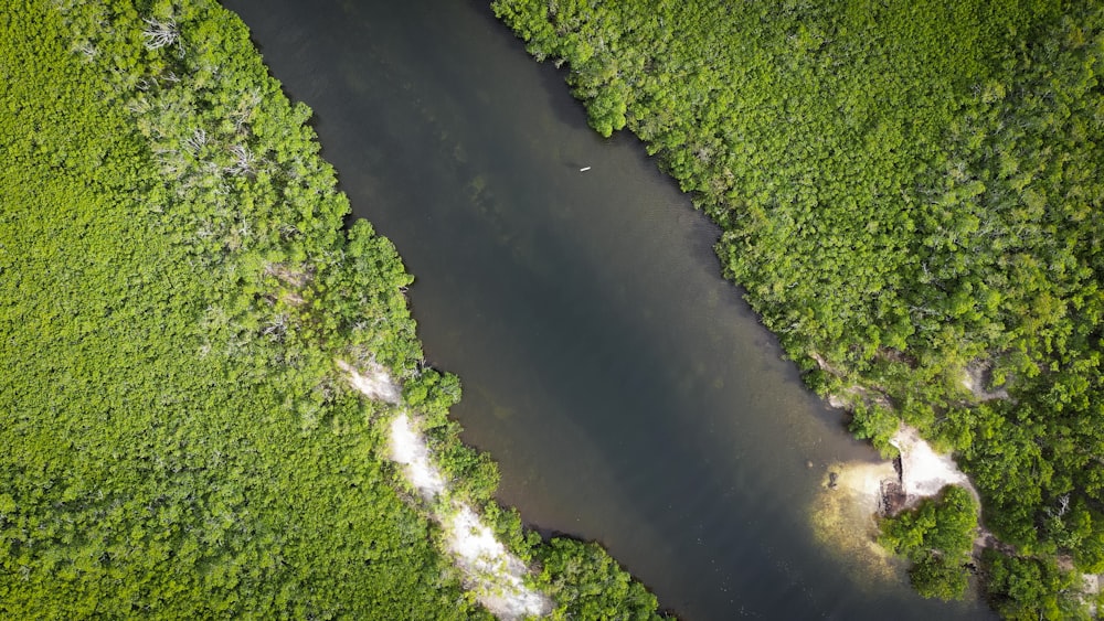 a river running through a lush green forest