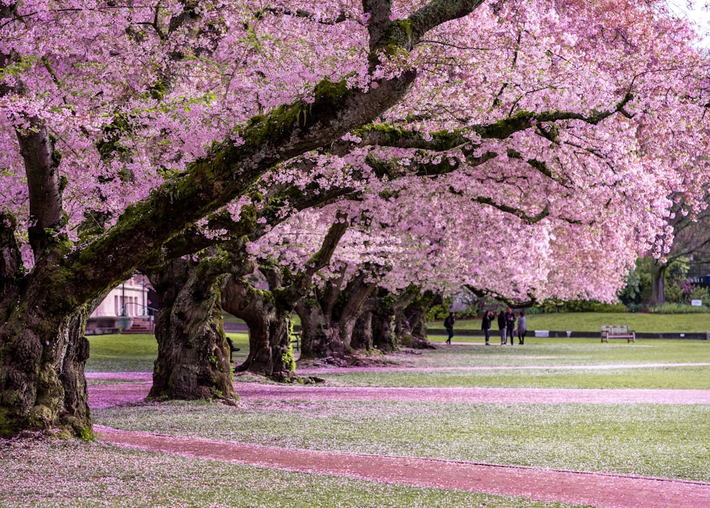a group of people walking through a park under cherry blossom trees