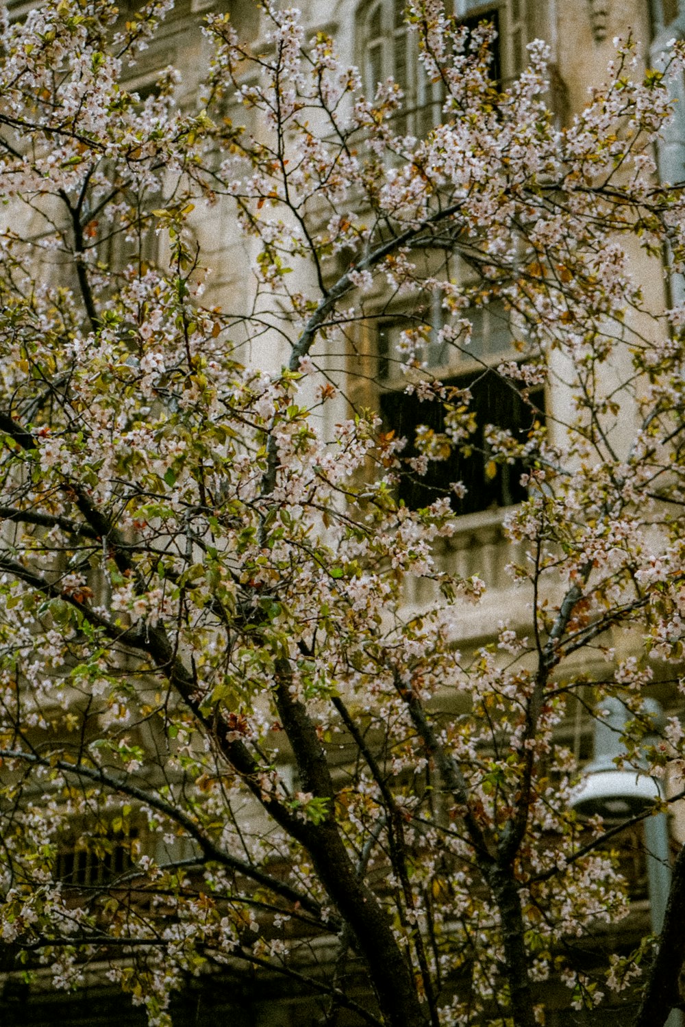 a tree with white flowers in front of a building