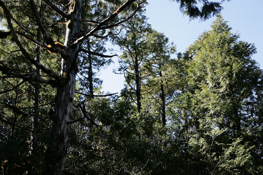 a group of trees in a forest with a blue sky in the background