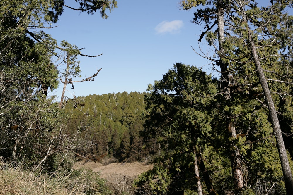 a view of a wooded area from a distance