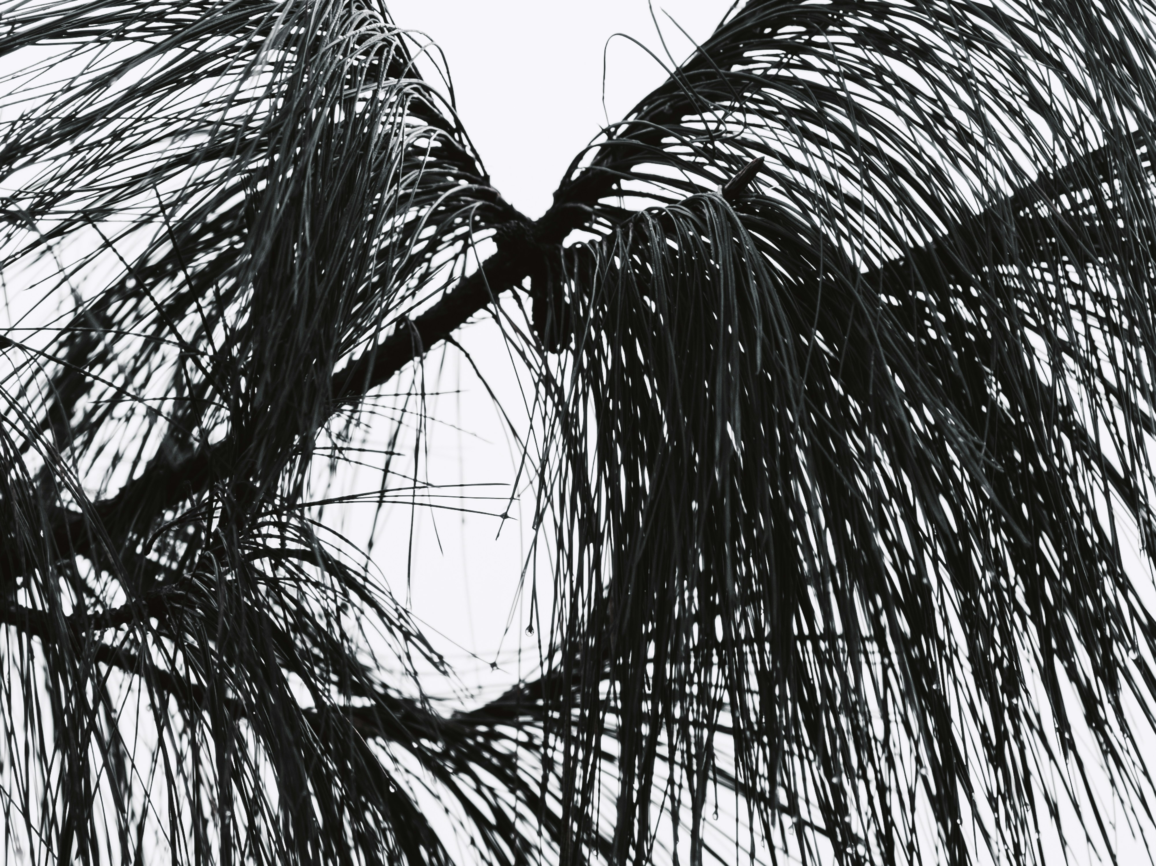 ein Schwarz-Weiß-Foto einer Palme