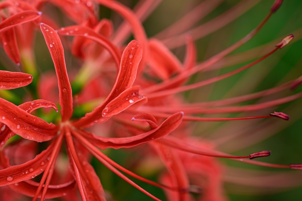 a red flower with drops of water on it