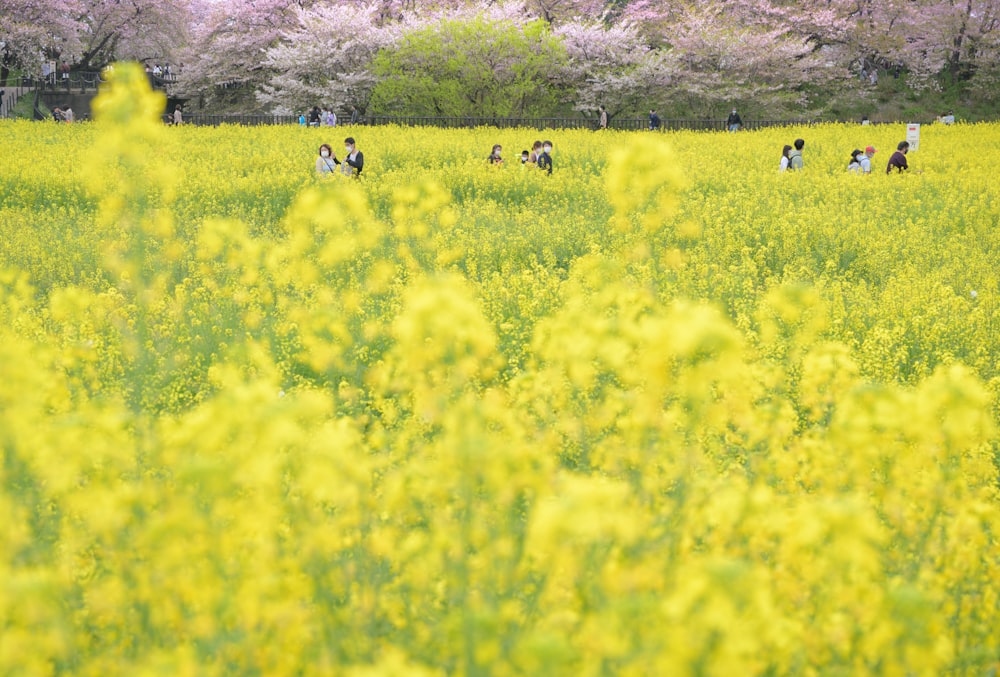 a group of people walking through a lush green field