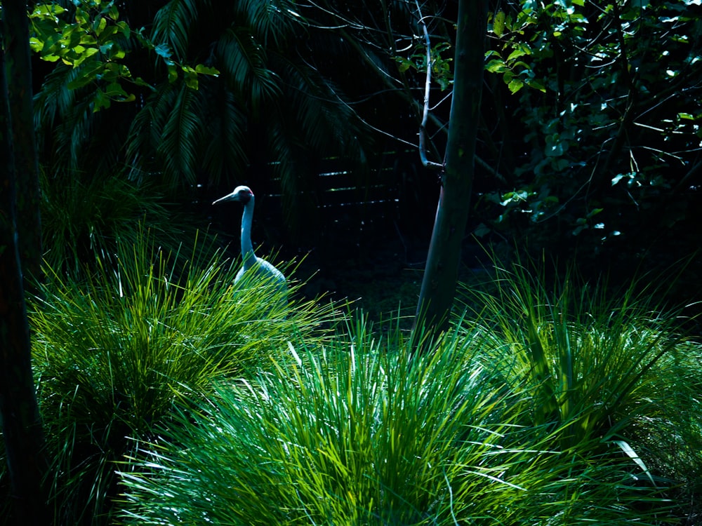 a bird standing in a grassy area next to trees