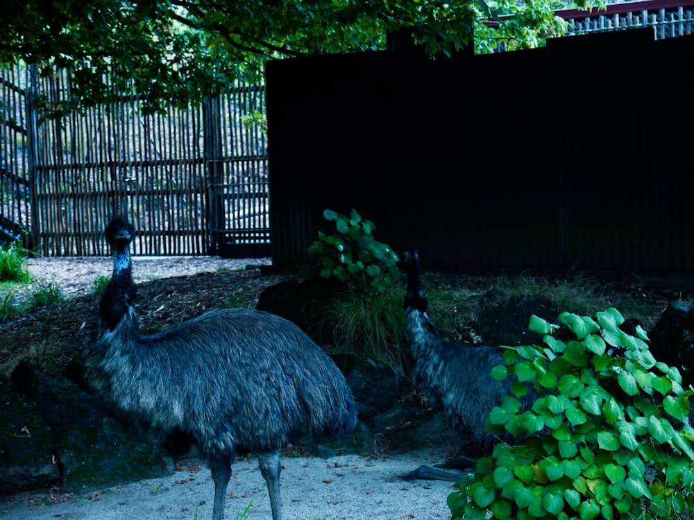 two ostriches in a fenced in area next to a bush