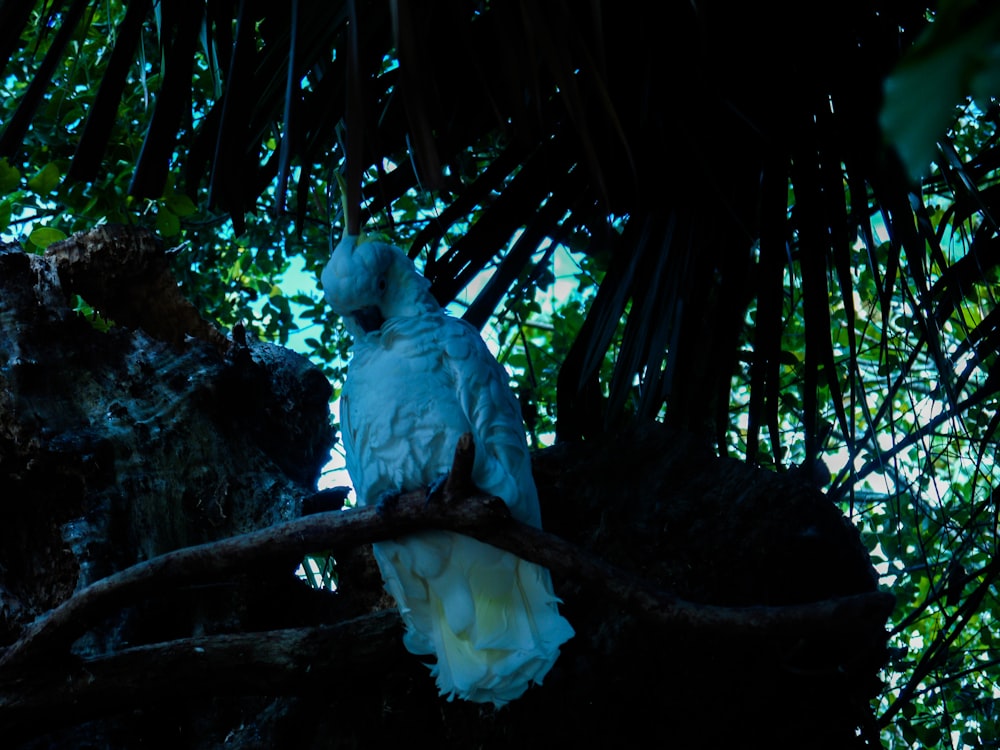 a white bird perched on a tree branch