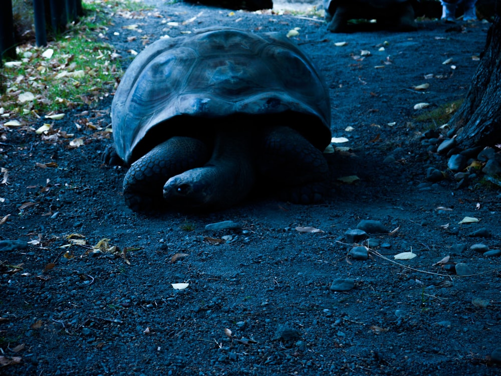 a large tortoise laying on the ground next to a tree
