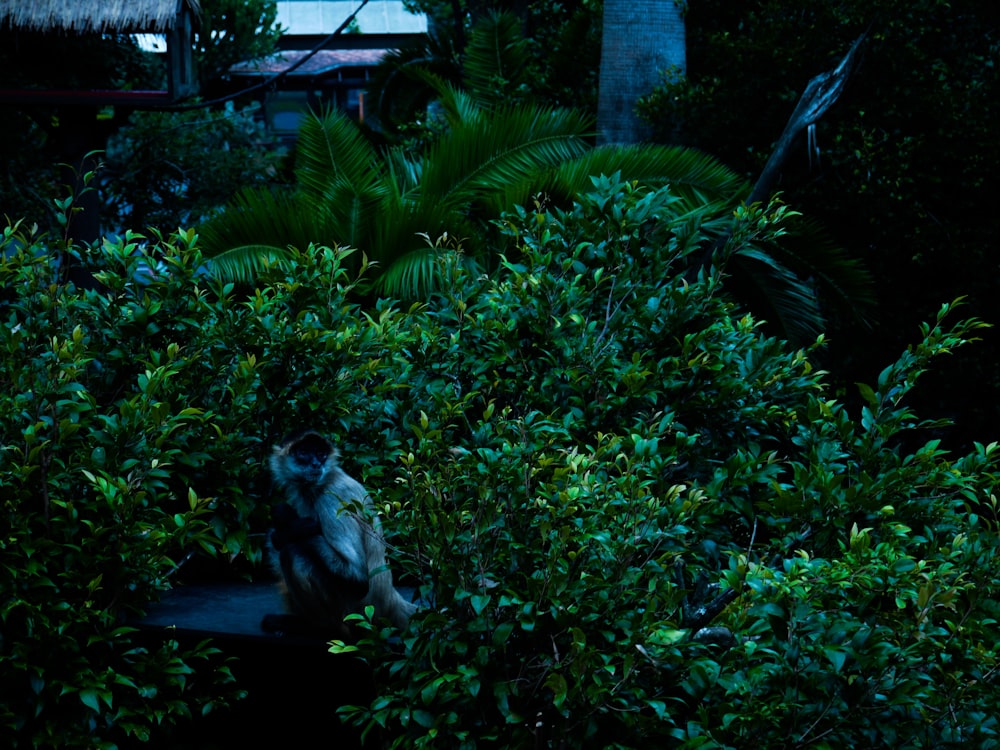 a monkey is sitting in the middle of a bush