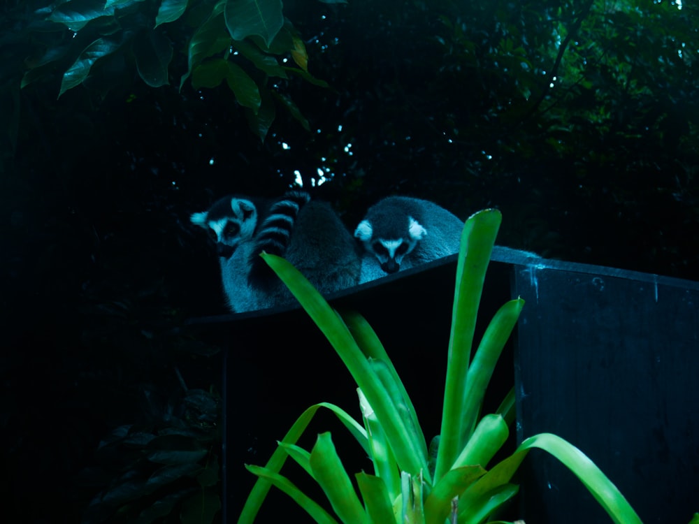 a couple of raccoons sitting on top of a black box