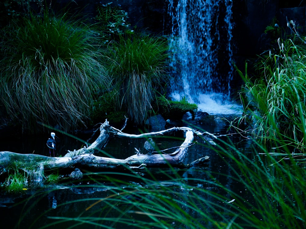 a pond with a fallen tree and a waterfall in the background
