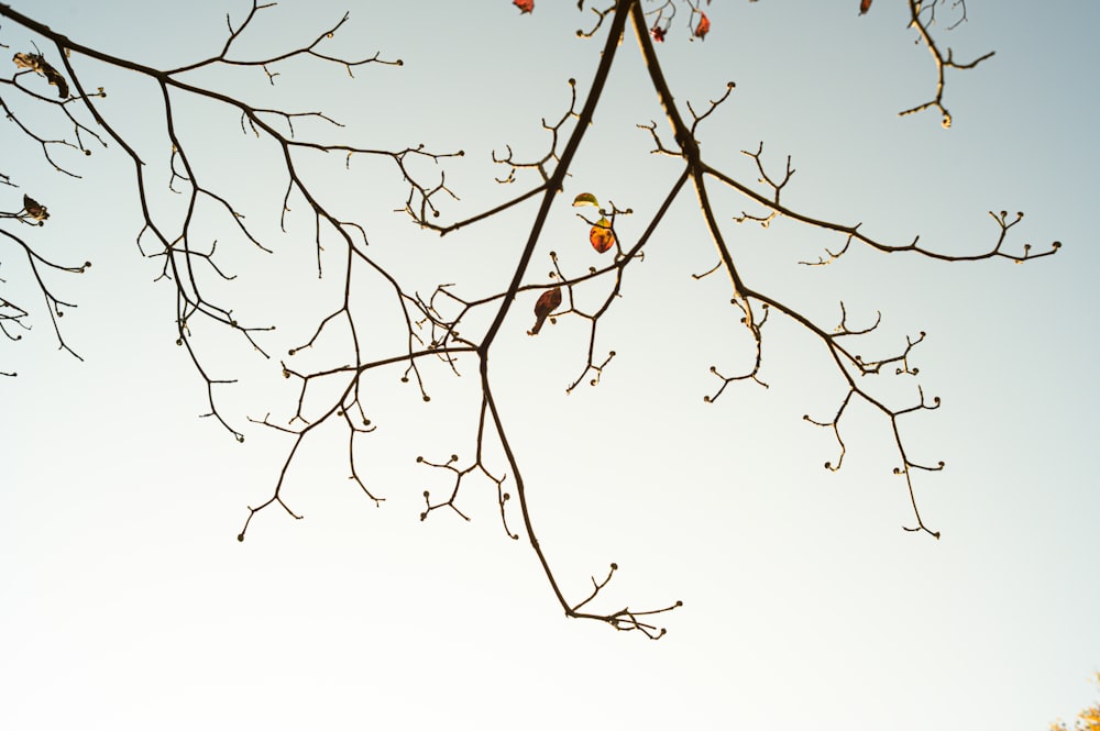 the branches of a tree against a blue sky