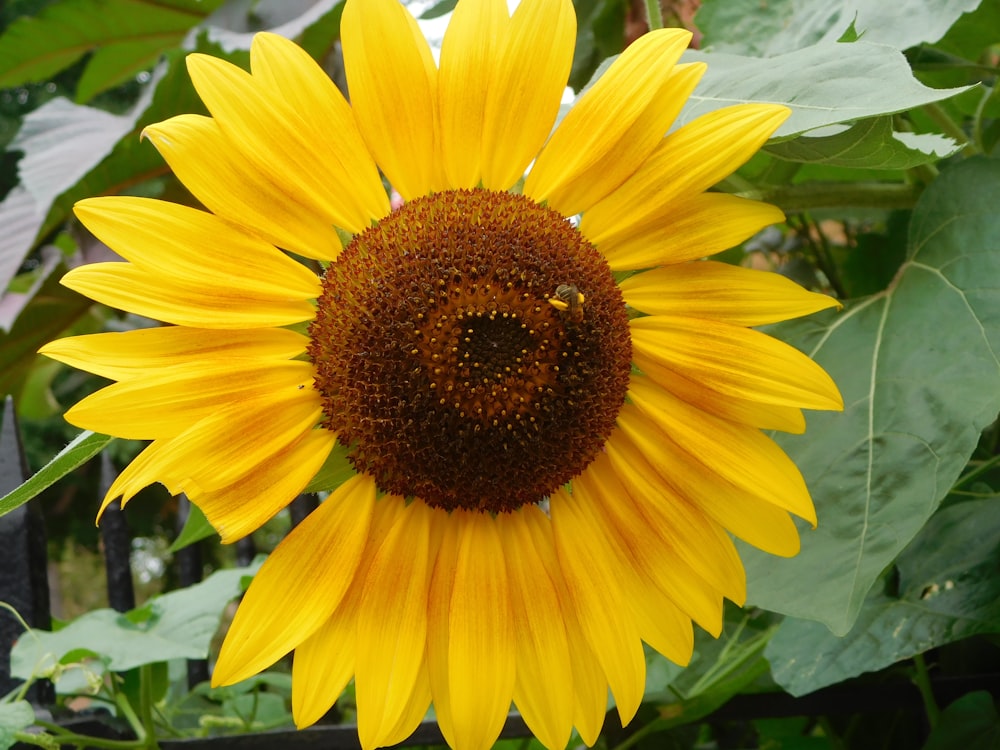 a large sunflower in a garden with lots of leaves