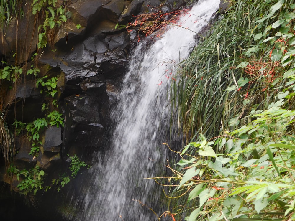 Une petite cascade au milieu d’une jungle