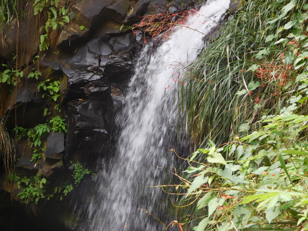 a small waterfall in the middle of a jungle