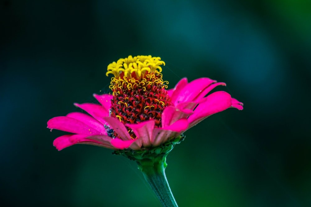 Gros plan d’une fleur avec un arrière-plan flou