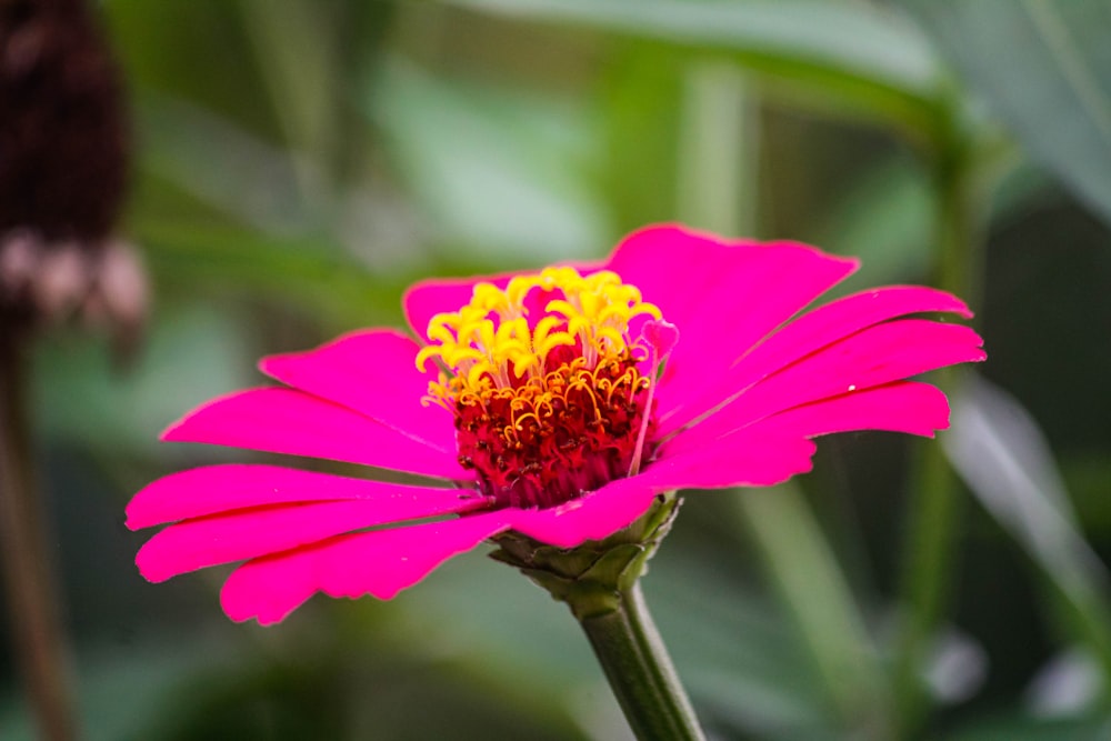 a close up of a pink flower with green leaves in the background