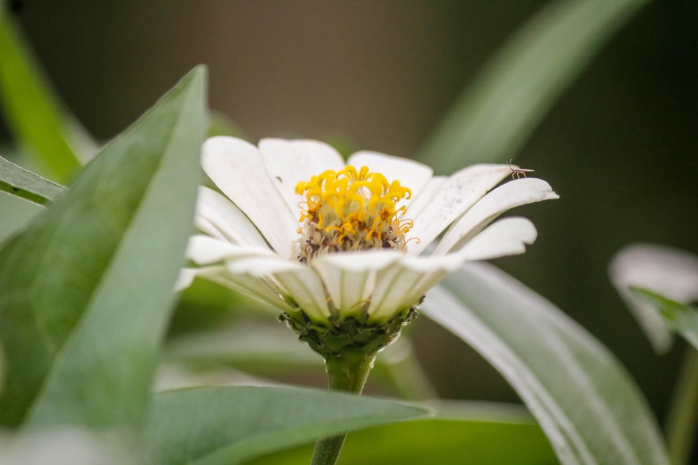 uma flor branca com um centro amarelo cercado por folhas verdes