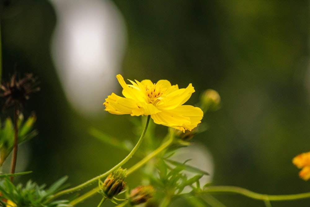 a close up of a yellow flower on a plant