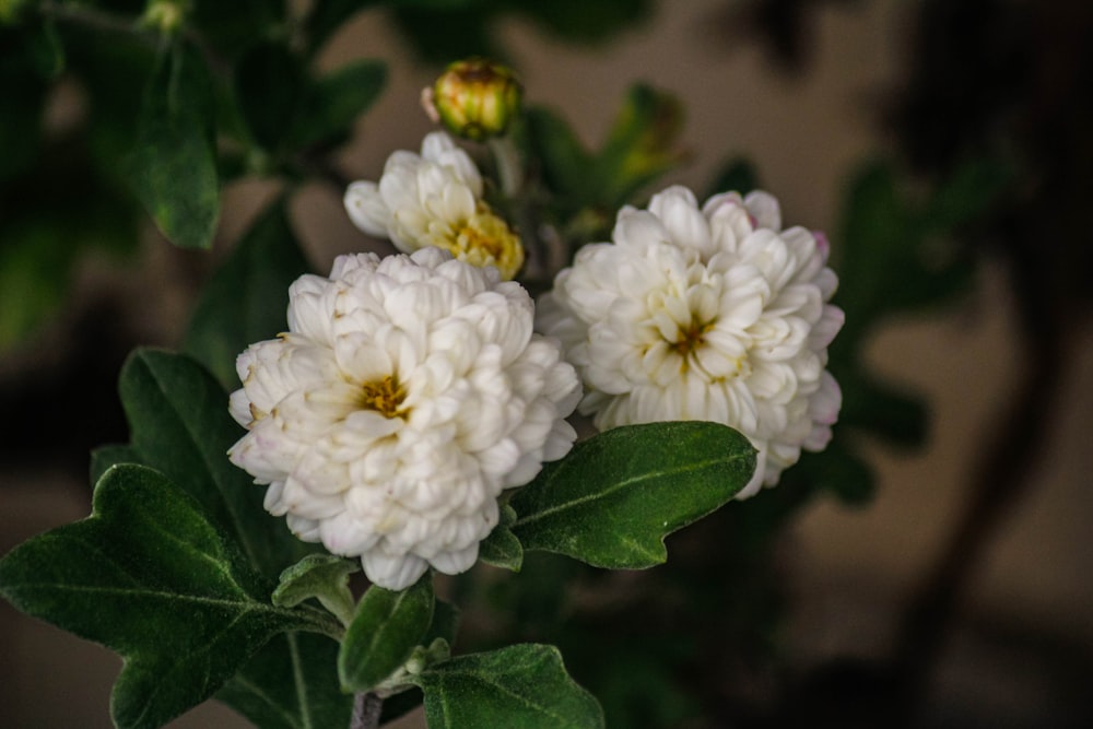 a close up of a white flower with green leaves