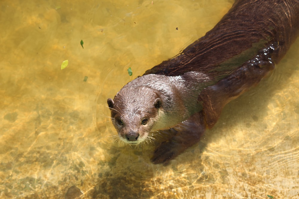 an otter swimming in a body of water