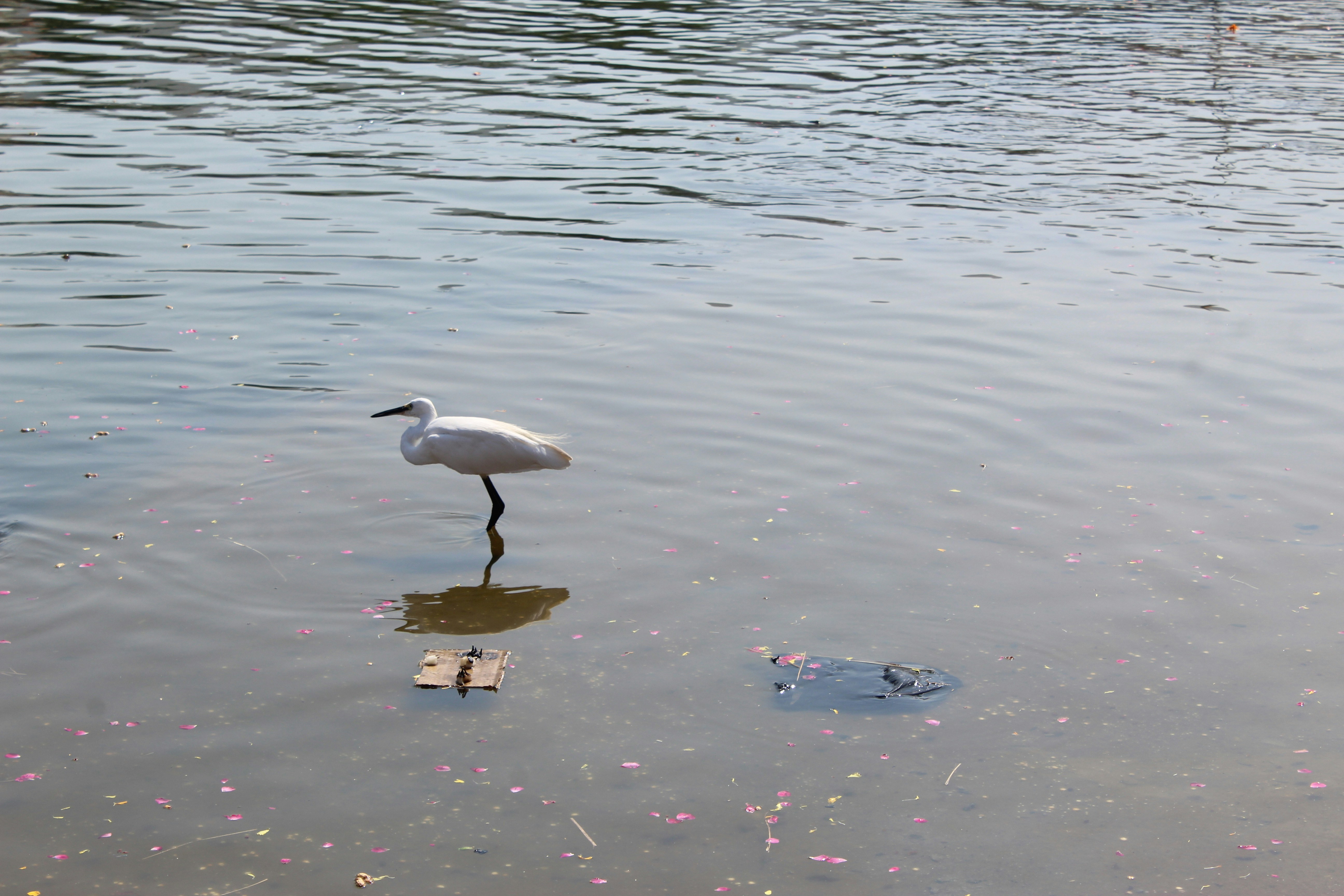 a bird is standing in the water near the shore