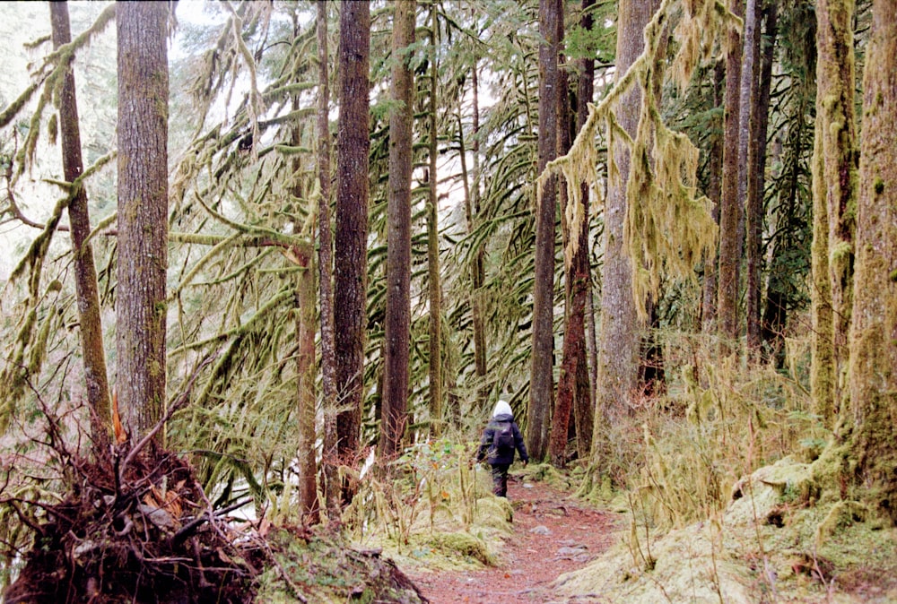 a person walking through a forest with lots of trees