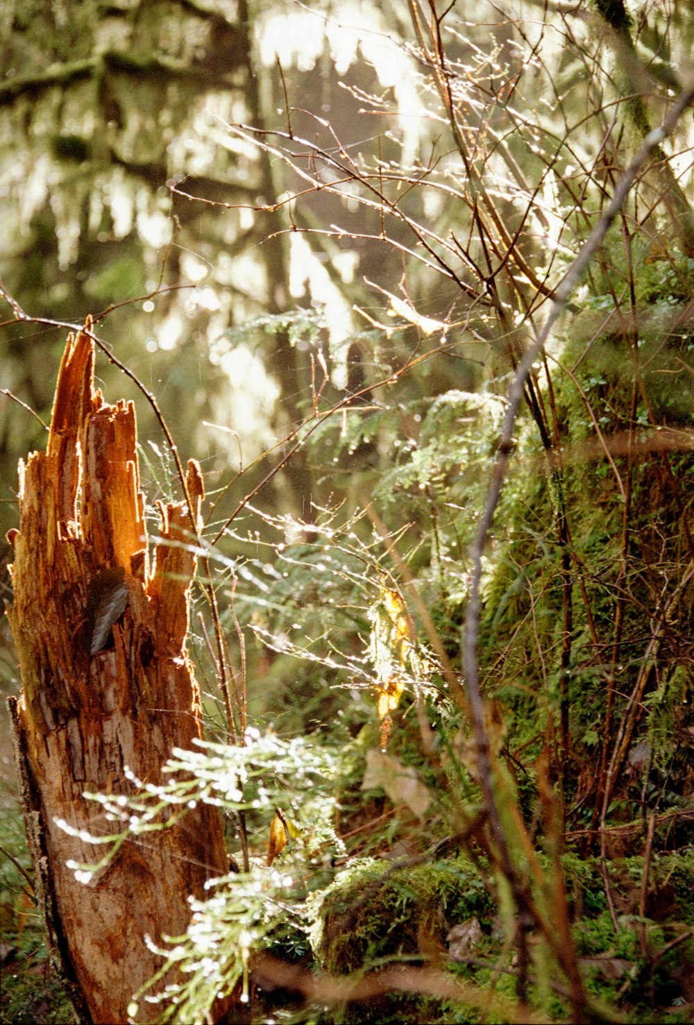 a bird perched on a tree stump in a forest