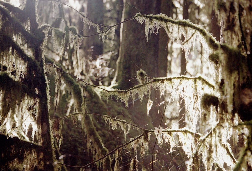 uma árvore coberta de musgo em uma floresta