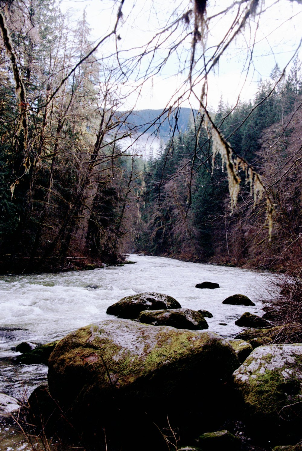 a river running through a lush green forest