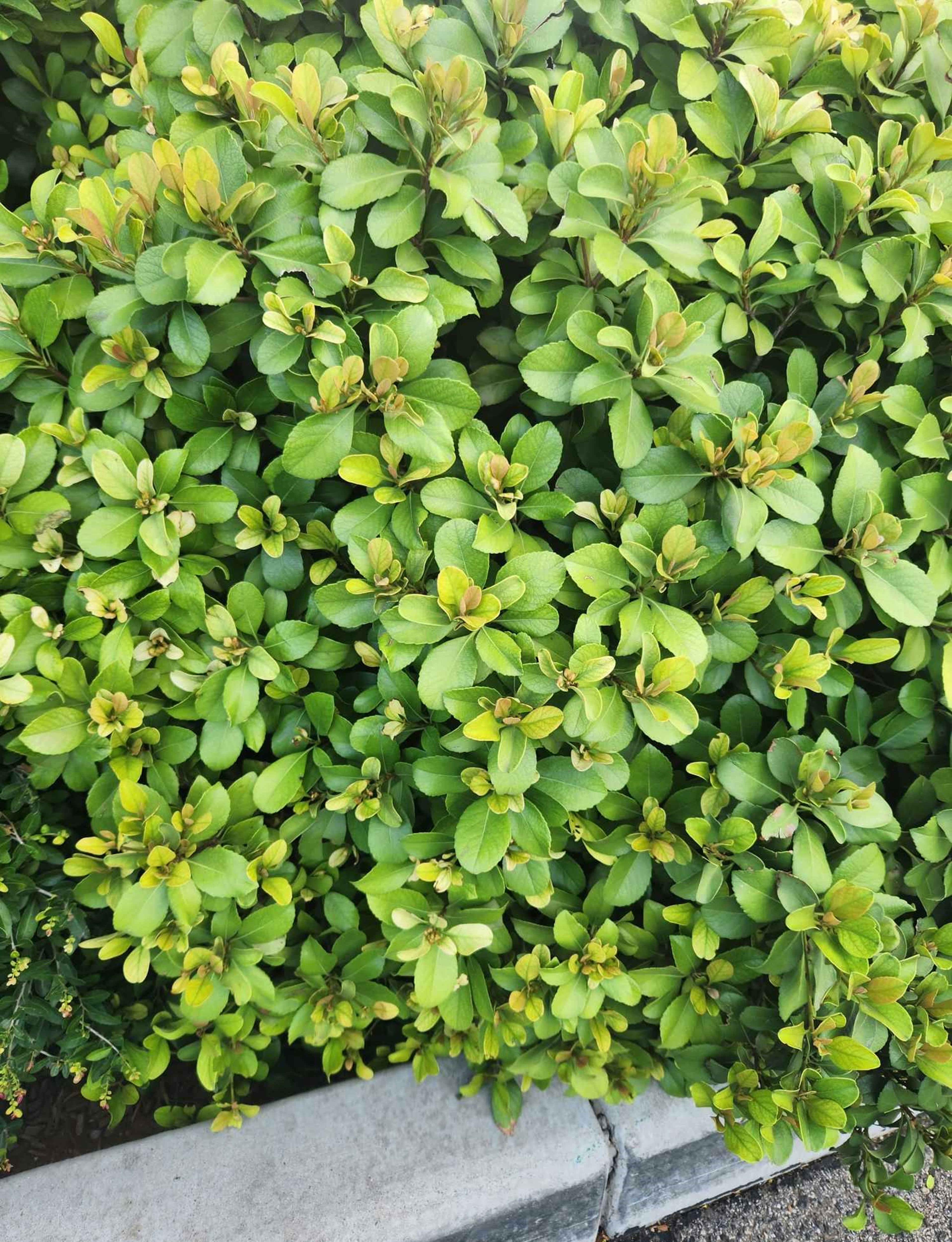 Photo by yennygdesign