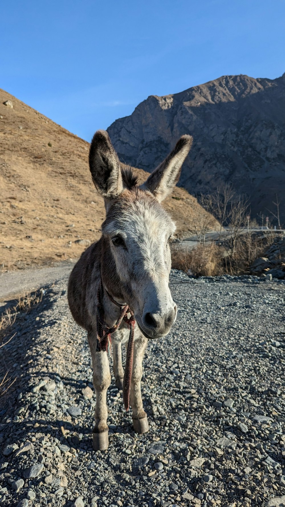 a donkey standing in the middle of a gravel road