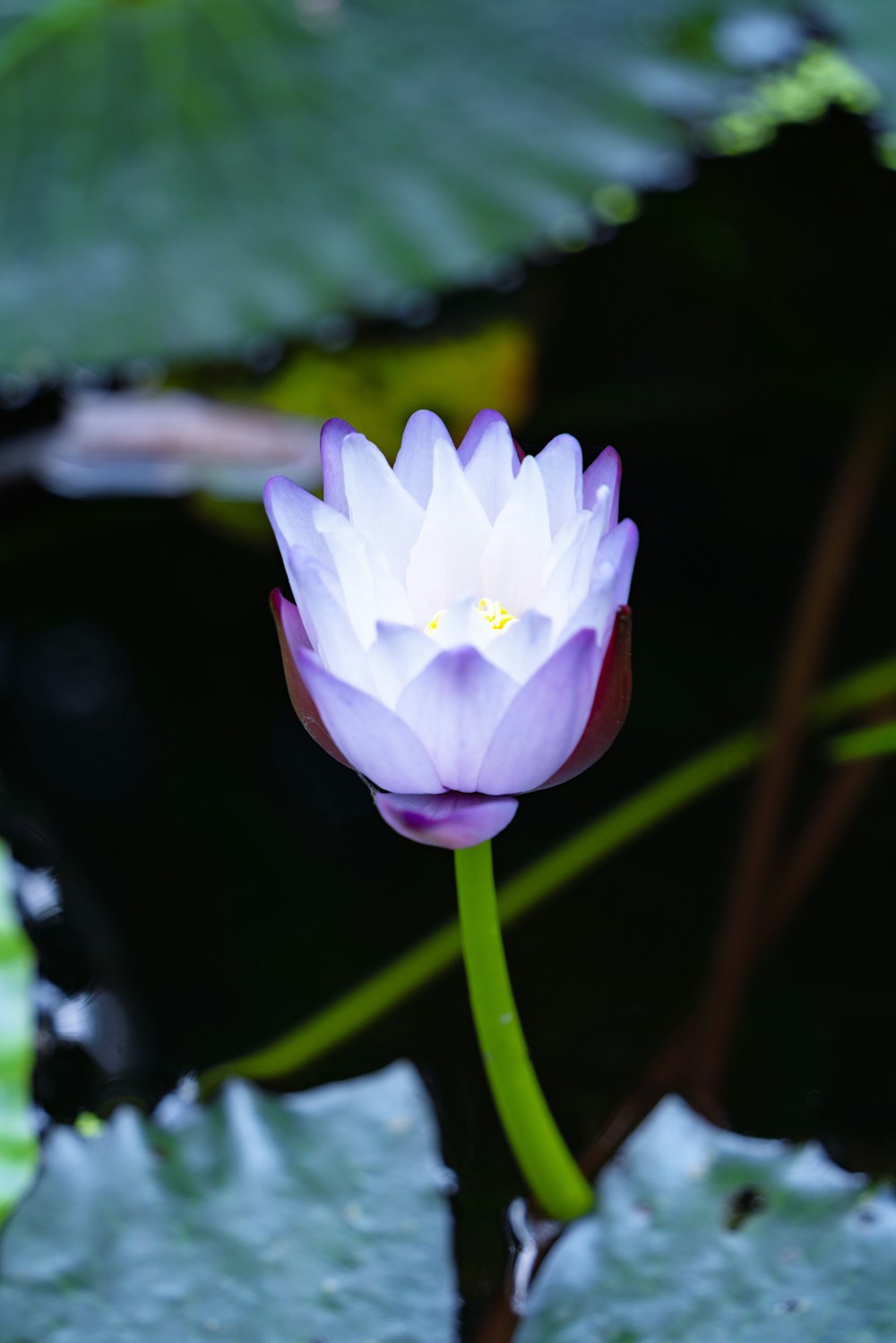 a purple water lily blooming in a pond