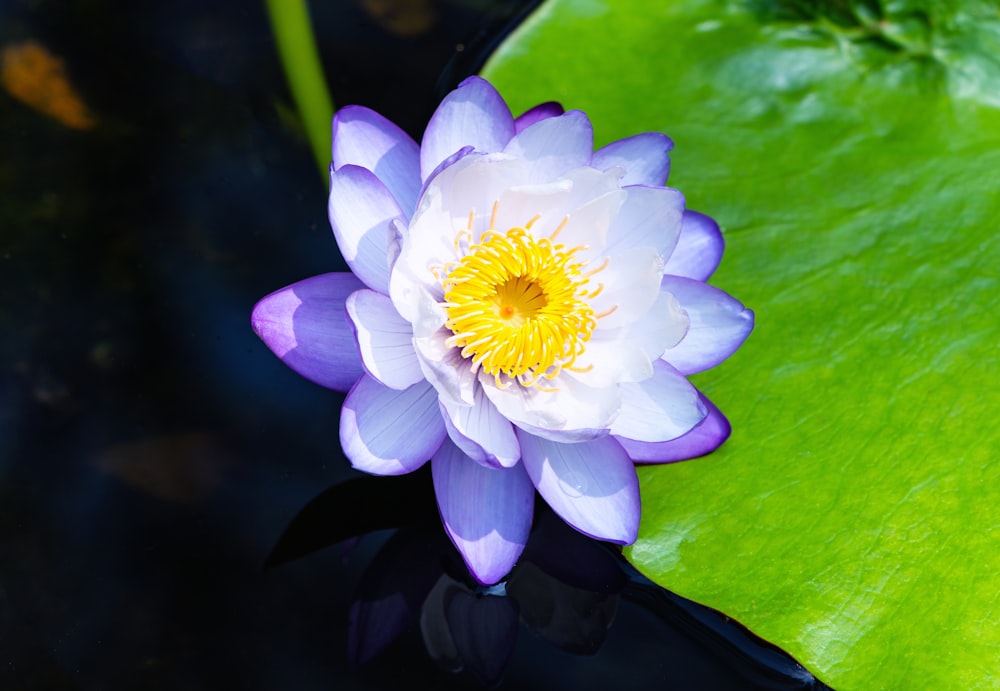 a purple and white flower sitting on top of a green leaf