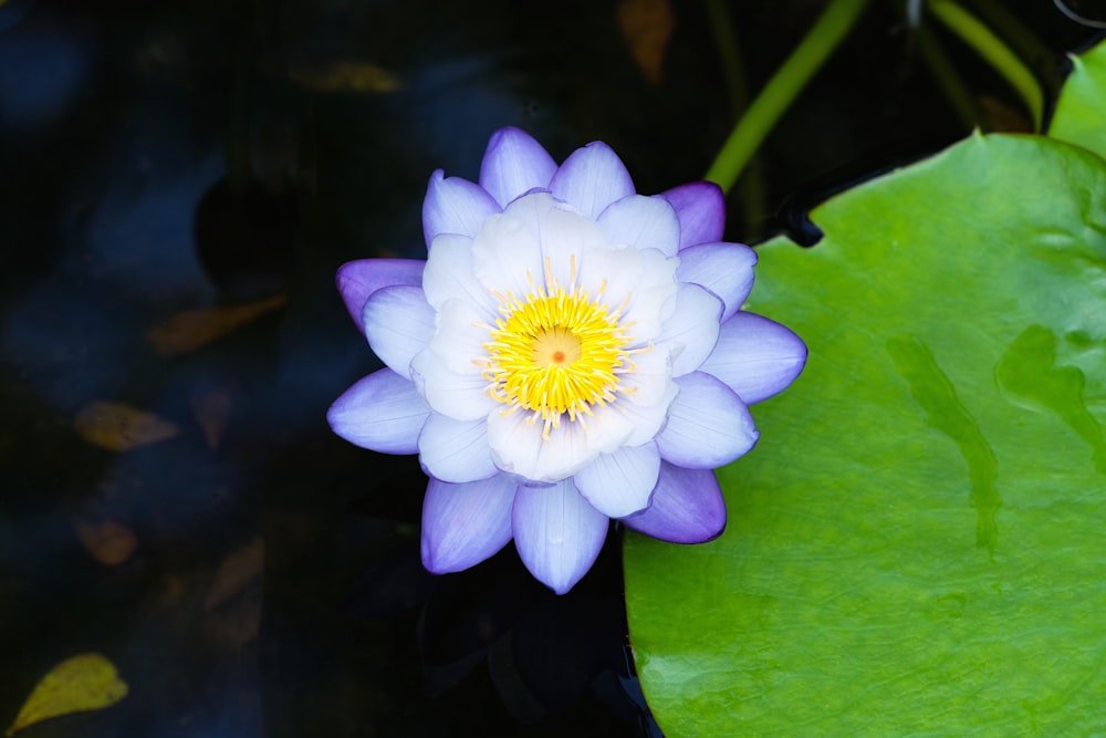 a purple and white flower sitting on top of a green leaf