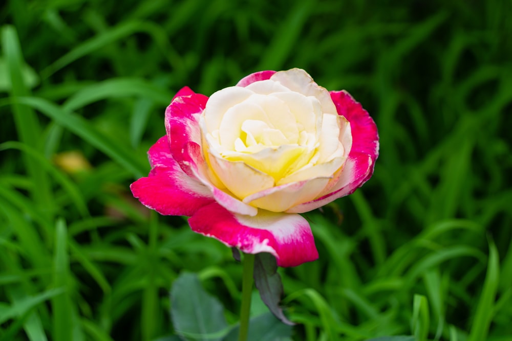 a pink and white flower in a field of green grass