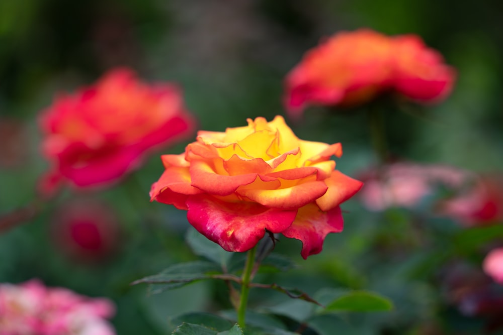 a close up of a red and yellow rose