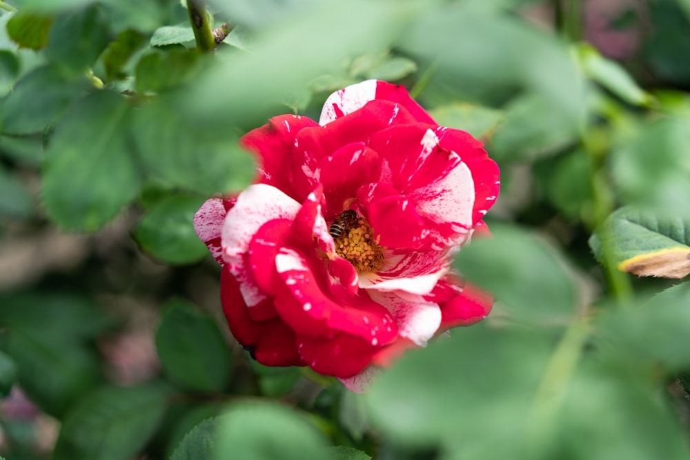 a red and white flower with green leaves