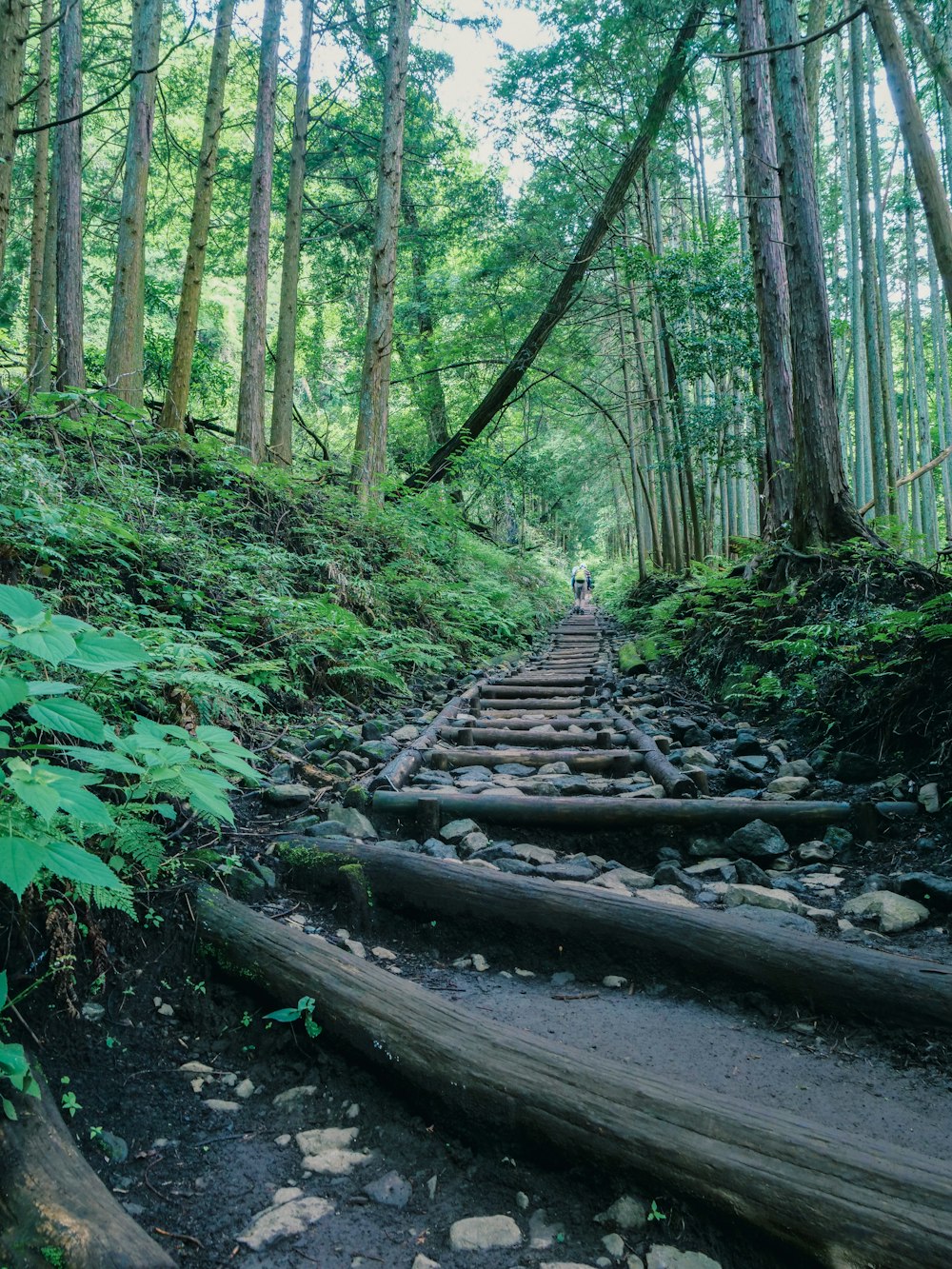 a wooden path in the middle of a forest