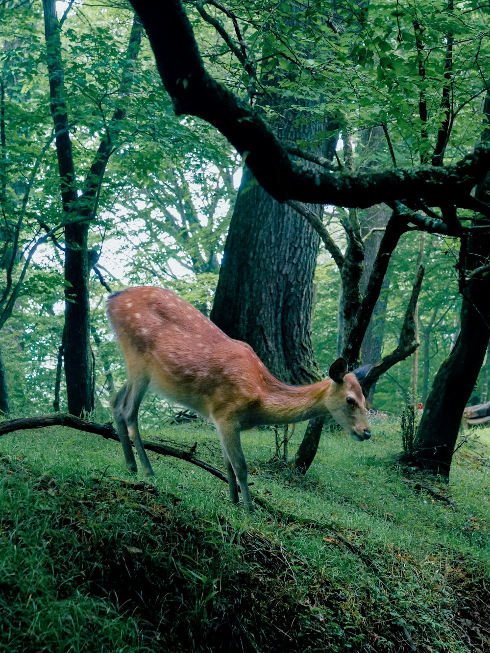 a deer that is standing in the grass